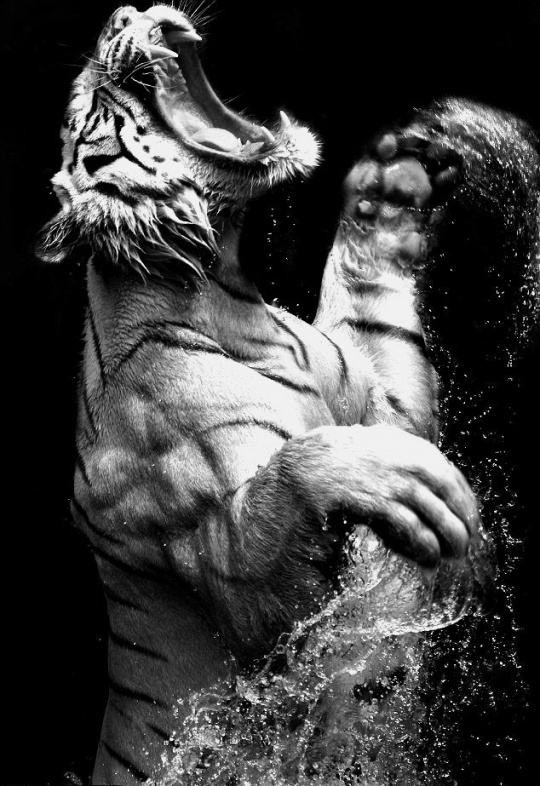 Black and White Animal Photography c1a9 Black and White Animal Photography