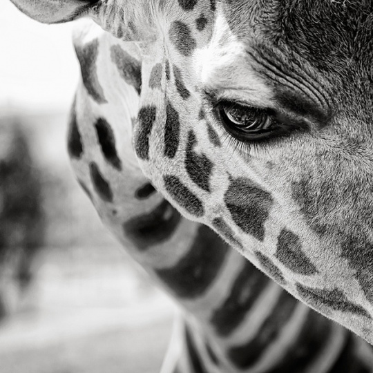 Black and White Animal Photography c1c9 Black and White Animal Photography