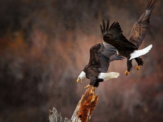 50 Photos of the Day by National Geographic vol. 6 c1d11 50 Photos of the Day by National Geographic vol. 6