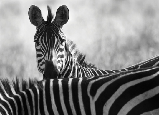 Black and White Animal Photography c1d9 Black and White Animal Photography