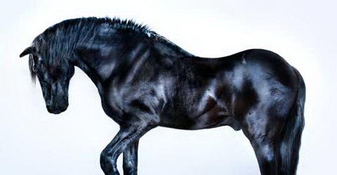 All the Wild Horses by Andrew McGibbon d86e8 Andrew McGibbon1 All the Wild Horses by Andrew McGibbon