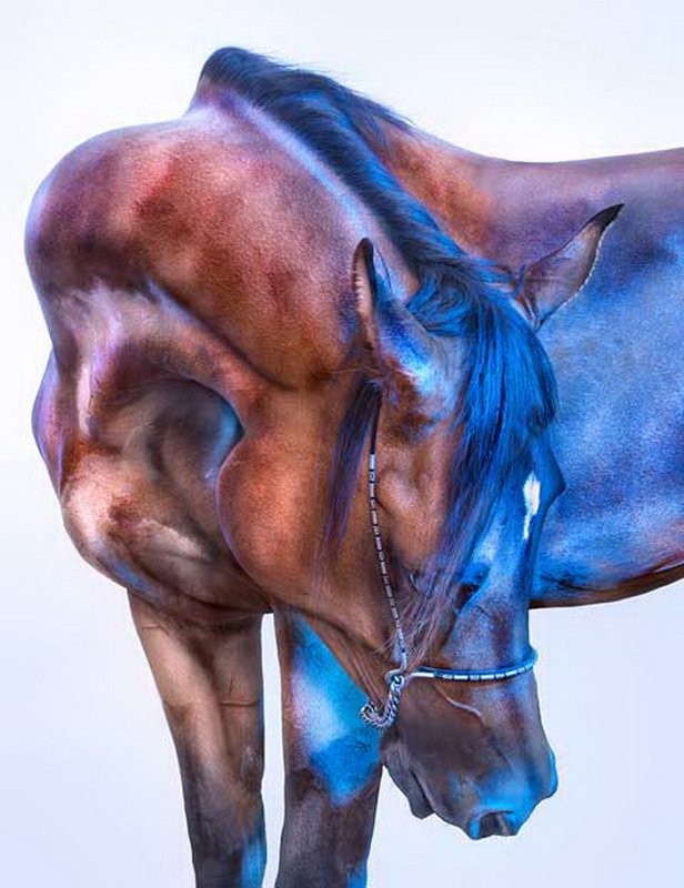 All the Wild Horses by Andrew McGibbon d86e8 Andrew McGibbon2 All the Wild Horses by Andrew McGibbon