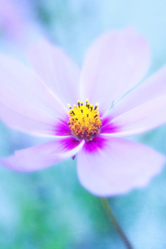 dyt1d3 DAILY INSPIRATIONS FOR DYT #270