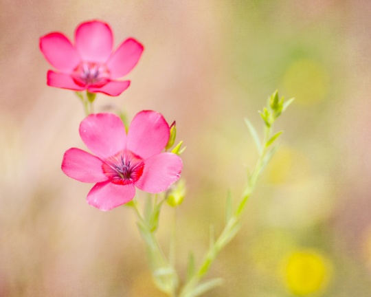 dyt1f4 DAILY INSPIRATIONS FOR DYT #271