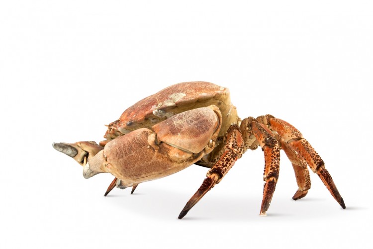 The Crab by Kenyon Manchego hd 159dfbf5c708964052c40d5573ad028d 750x500 The Crab by Kenyon Manchego