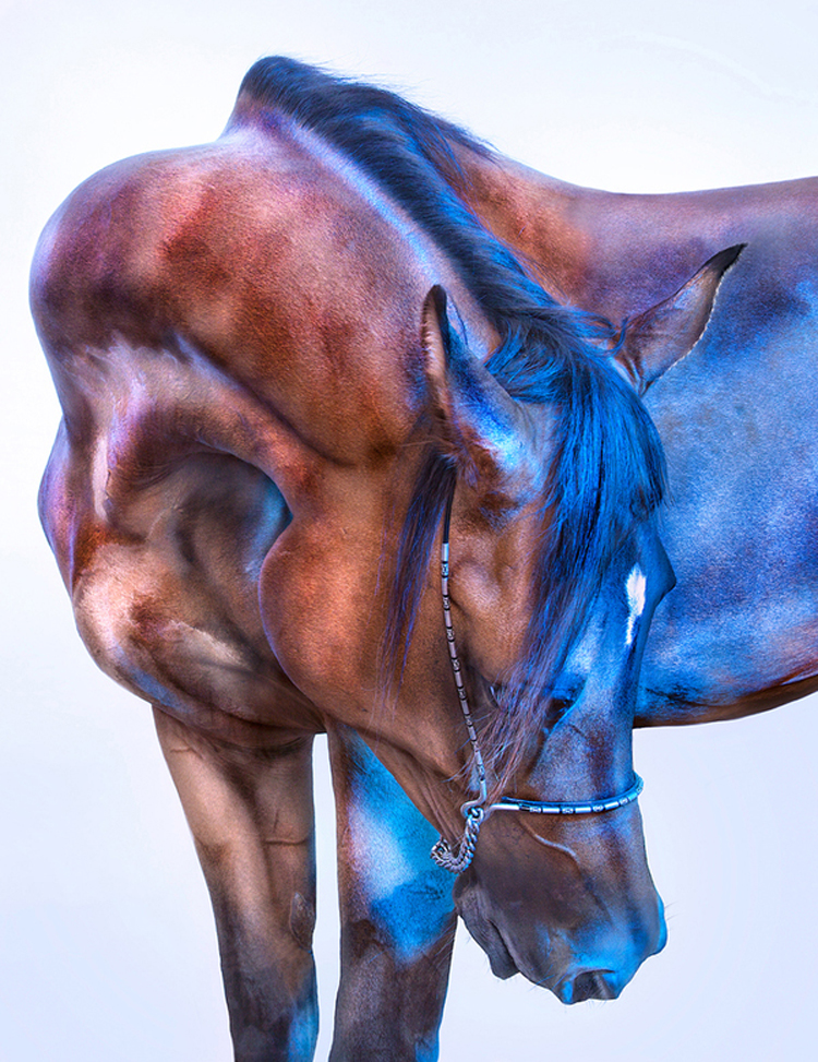 horses6 Photography by Andrew McGibbon