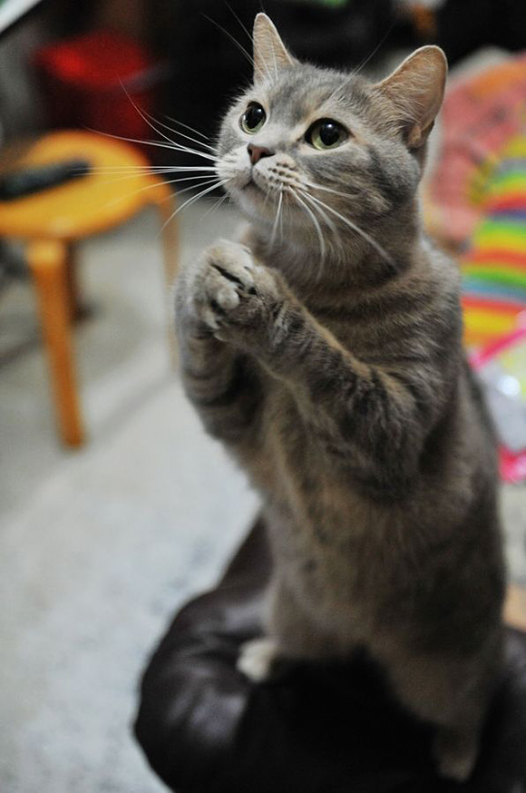 45 Cute Animal Photos That Will Cheer You Up! i am begging for some tuna l11 45 Cute Animal Photos That Will Cheer You Up!