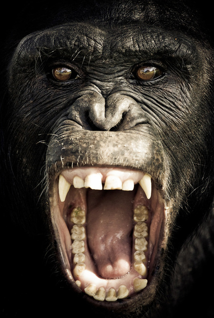 CHIMPANZEE SANCTUARY by Gabi Guiard i1a114 CHIMPANZEE SANCTUARY by Gabi Guiard