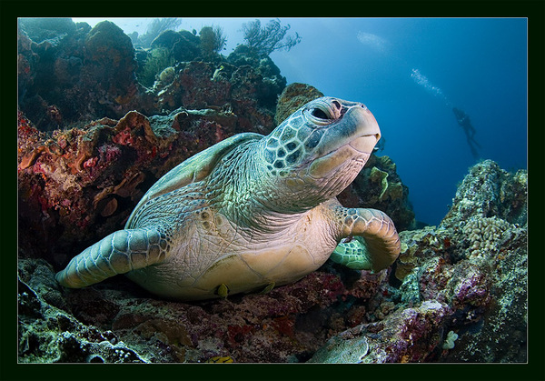 Marine Life by Andrey Narchuk i1a131 Marine Life by Andrey Narchuk