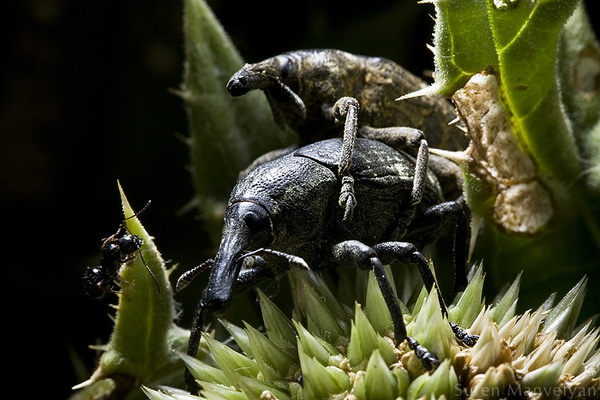 Hidden life of insects by Suren Manvelyan i1a61 Hidden life of insects by Suren Manvelyan