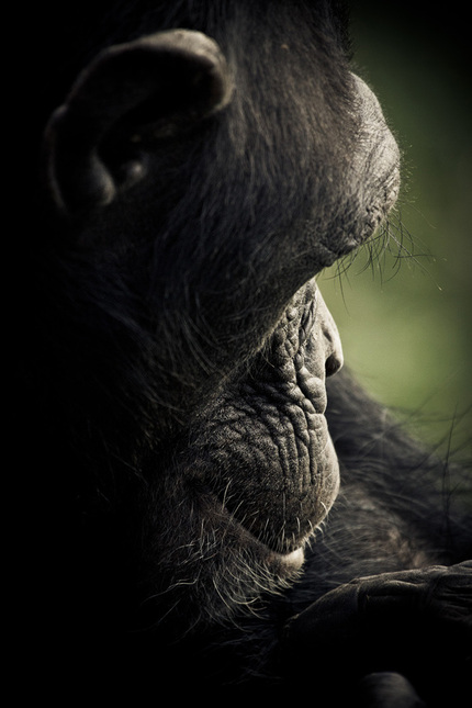 CHIMPANZEE SANCTUARY by Gabi Guiard i1b114 CHIMPANZEE SANCTUARY by Gabi Guiard