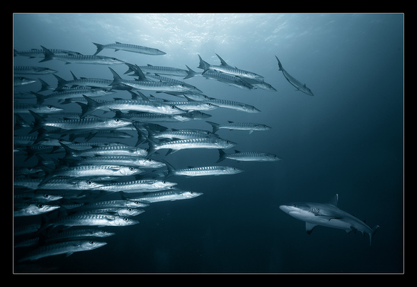 Marine Life by Andrey Narchuk i1b131 Marine Life by Andrey Narchuk