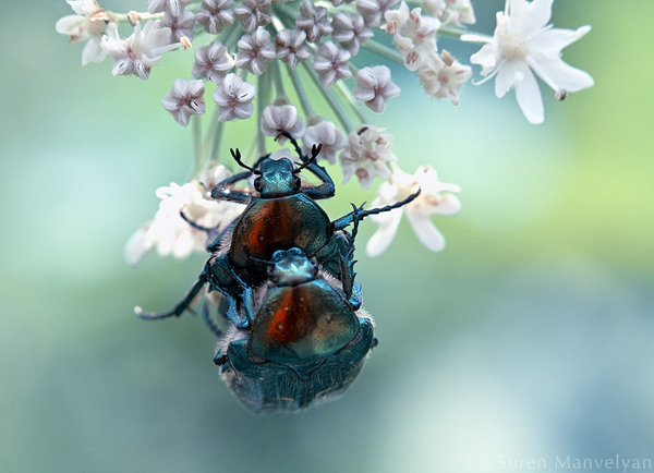 Hidden life of insects by Suren Manvelyan i1b61 Hidden life of insects by Suren Manvelyan