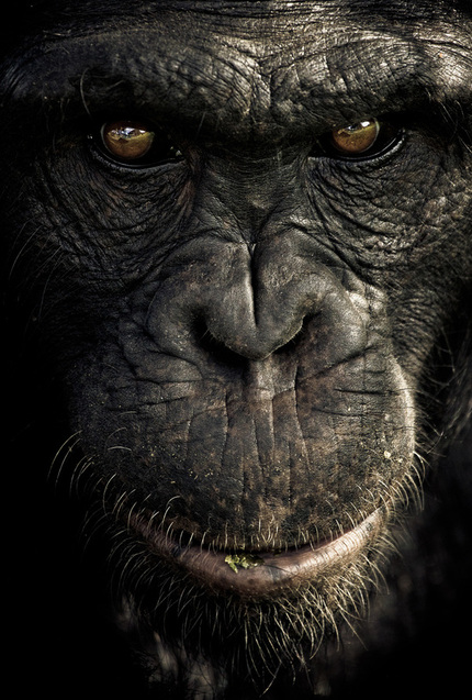 CHIMPANZEE SANCTUARY by Gabi Guiard i1c116 CHIMPANZEE SANCTUARY by Gabi Guiard