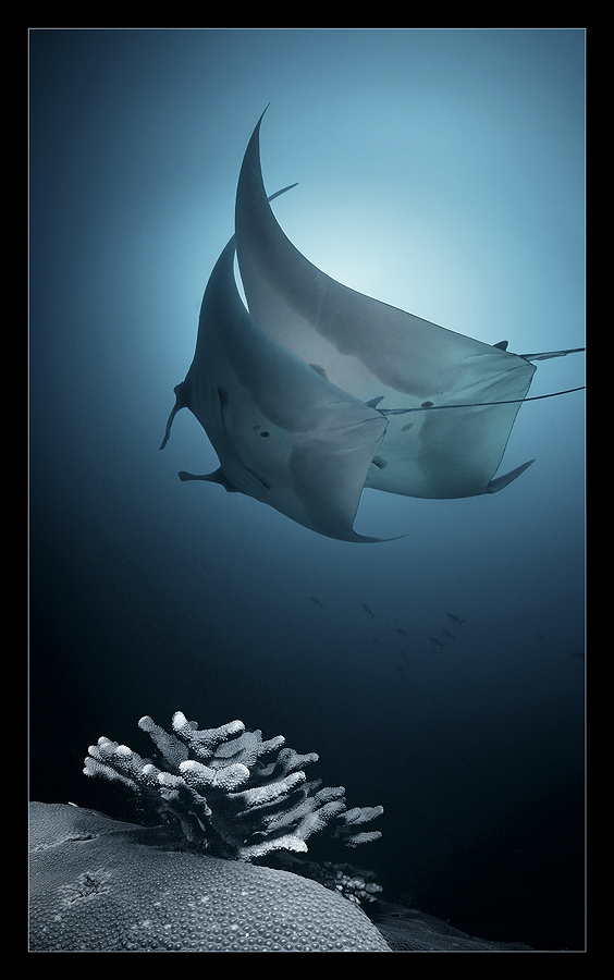 Marine Life by Andrey Narchuk i1c133 Marine Life by Andrey Narchuk