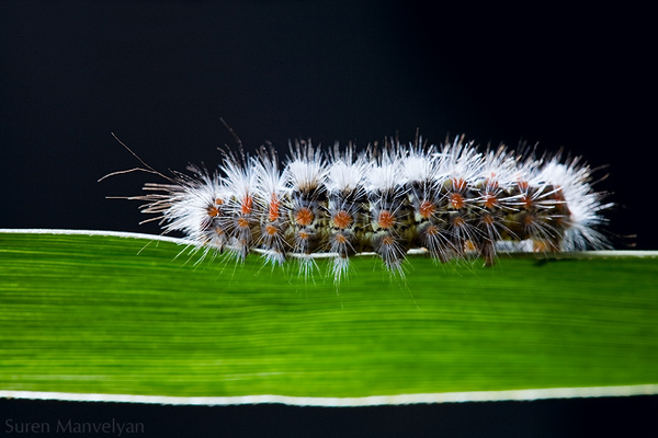 Hidden life of insects by Suren Manvelyan i1c63 Hidden life of insects by Suren Manvelyan