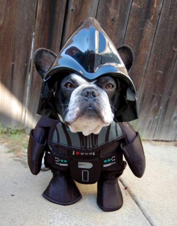45 Cute Animal Photos That Will Cheer You Up! l luke i am your dog 11 45 Cute Animal Photos That Will Cheer You Up!
