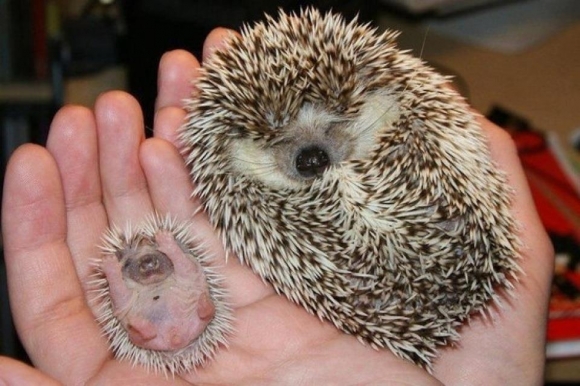 45 Cute Animal Photos That Will Cheer You Up! l my friends hedgehog gave birth11 45 Cute Animal Photos That Will Cheer You Up!