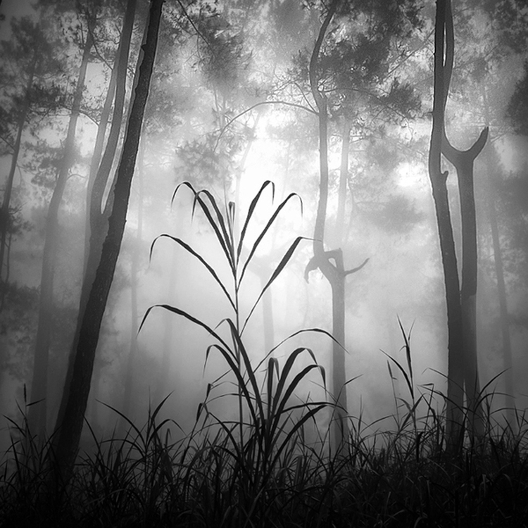 mist6 Mist Photography by Hengki Koentjoro