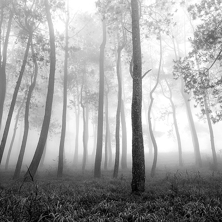 mist7 Mist Photography by Hengki Koentjoro