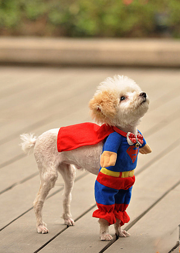 45 Cute Animal Photos That Will Cheer You Up! my people need me l11 45 Cute Animal Photos That Will Cheer You Up!