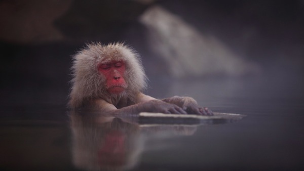 snow monkey jigokudani 3 Jigokudani Snow Monkeys