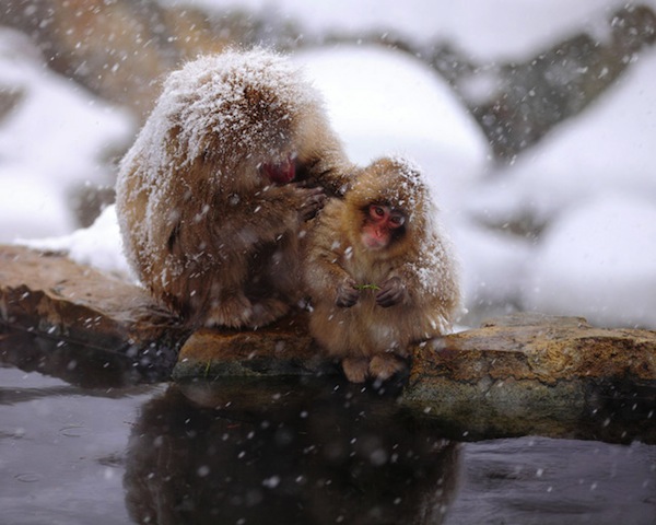snow monkey jigokudani 4 Jigokudani Snow Monkeys