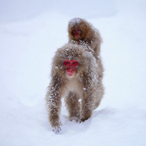 snow monkey jigokudani 5 Jigokudani Snow Monkeys