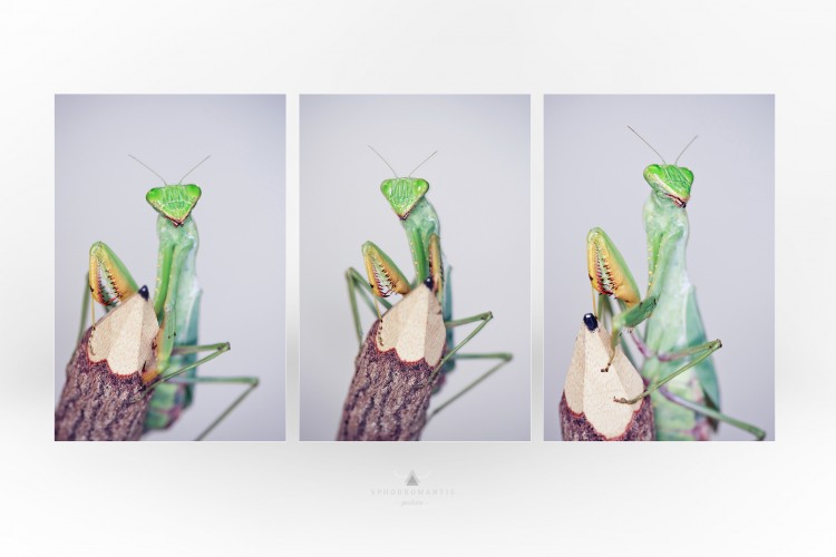 Macro Photography Praying Mantis sphodromantis 750x500 Macro Photography Praying Mantis