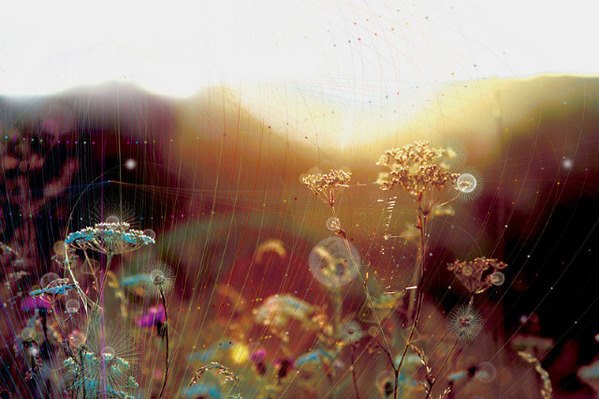 Biosphere: Photography by Tatiana Plakhova tatiana plakhova1 Biosphere: Photography by Tatiana Plakhova