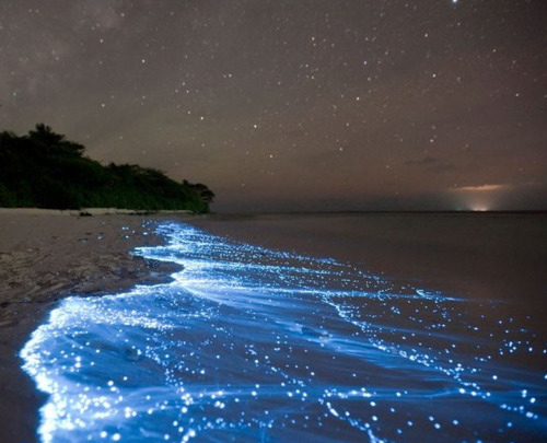 tumblr m26bjtNLCH1qiqf01o1 5001 Bioluminescent Phytoplankton @ Vaadhoo Island