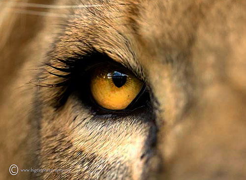 30 Fantastic Examples of Lion Photography 06 eye of lion 30 Fantastic Examples of Lion Photography