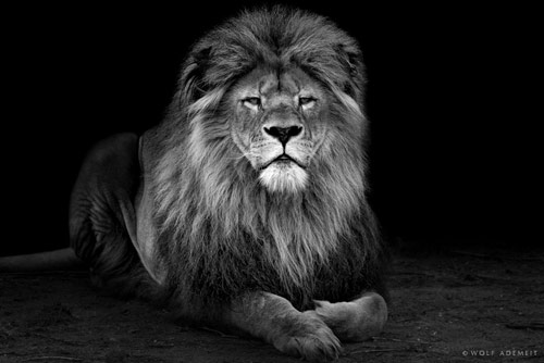 30 Fantastic Examples of Lion Photography 08 old lion1 30 Fantastic Examples of Lion Photography
