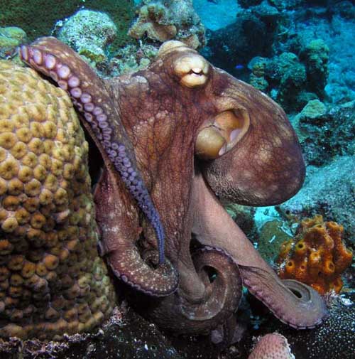 Top Ten Smartest Animals Ever 10. Octopus Top Ten Smartest Animals Ever