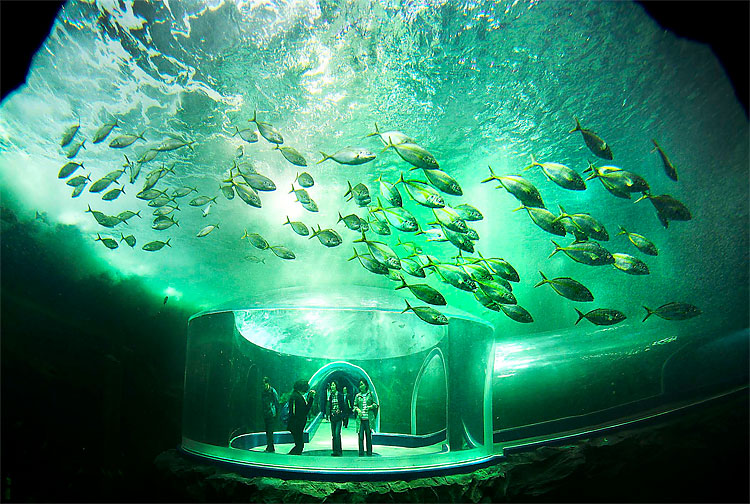 127 Photo of the Day: The Living Ocean and Coast