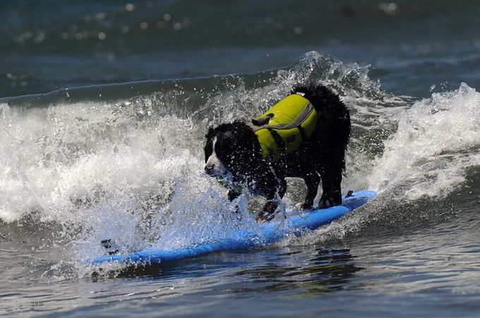 Loews Coronado Bay Resort Surf Dog Competition Loews Coronado Bay Resort Surf Dog Competition