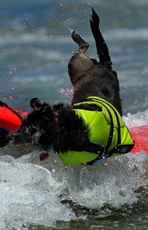 Loews Coronado Bay Resort Surf Dog Competition Loews Coronado Bay Resort Surf Dog Competition