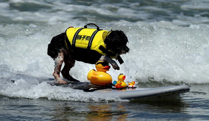 Loews Coronado Bay Resort Surf Dog Competition Loews Coronado Bay Resort Surf Dog Competition