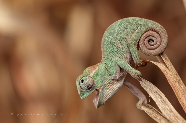 Chameleon Pictures10 1024x682 750x499 pic on Design You Trust Chameleon Pictures10 1024x682 750x499 Amazing Chameleon Photo Manipulation