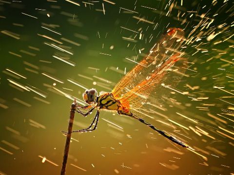 30 Beautiful Examples of Rain Photography Dragonfly Indonesia 30 Beautiful Examples of Rain Photography