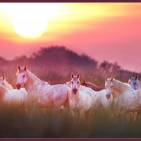Animal Photography by Hennie van Heerden Hennie van Heerden12 200x200 Animal Photography by Hennie van Heerden