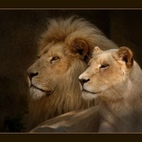 Animal Photography by Hennie van Heerden Hennie van Heerden2 200x200 Animal Photography by Hennie van Heerden
