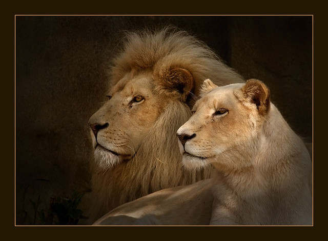 Animal Photography by Hennie van Heerden Hennie van Heerden2 Animal Photography by Hennie van Heerden