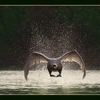 Animal Photography by Hennie van Heerden Hennie van Heerden3 200x200 Animal Photography by Hennie van Heerden