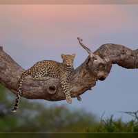Animal Photography by Hennie van Heerden Hennie van Heerden4 200x200 Animal Photography by Hennie van Heerden