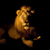 Animal Photography by Hennie van Heerden Hennie van Heerden5 200x200 Animal Photography by Hennie van Heerden