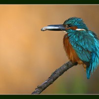 Animal Photography by Hennie van Heerden Hennie van Heerden6 200x200 Animal Photography by Hennie van Heerden