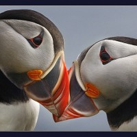 Animal Photography by Hennie van Heerden Hennie van Heerden7 200x200 Animal Photography by Hennie van Heerden