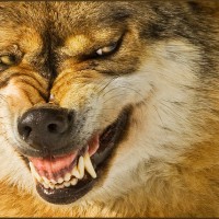 Animal Photography by Hennie van Heerden Hennie van Heerden8 200x200 Animal Photography by Hennie van Heerden