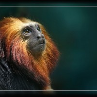Animal Photography by Hennie van Heerden Hennie van Heerden9 200x200 Animal Photography by Hennie van Heerden